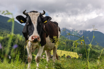 Cow grazing on alpine meadow pasture with Julian Alps in background