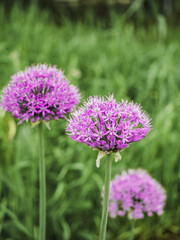 Fototapeta premium Blooming ornamental onion close-up. Big purple flower