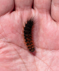 Caterpillar on human hand, close-up