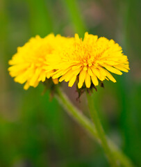 Yellow dandelion flower in the garden. Macro shot with shallow depth of field