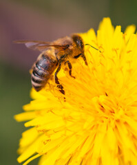 Bee on yellow dandelion flower, macro photo with shallow depth of field