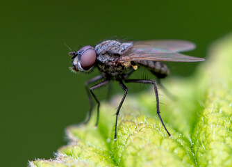Portrait of a fly on a green leaf. Macro