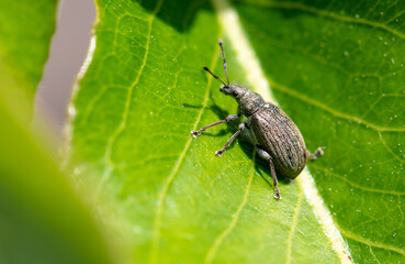 Beetle on a green plant in nature. Macro
