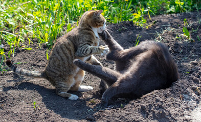 Two cats fight on the ground in nature