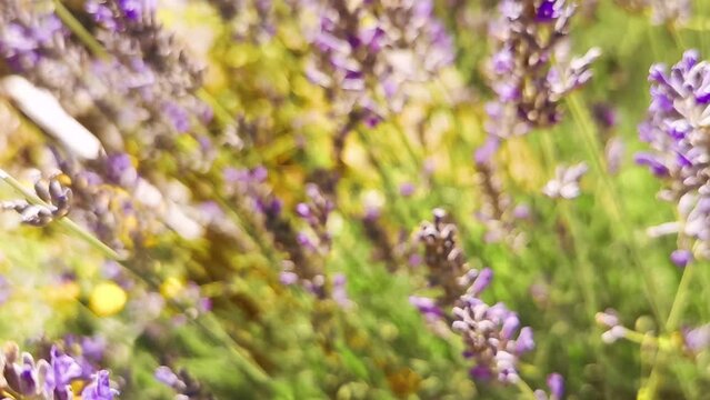 View of pollinators on the lavender flowers on a sunny day in the meadow