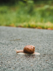 Snail crawling on asphalt, close-up