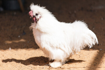 Portrait of a chicken on a farm