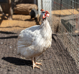 Portrait of a guinea fowl on a farm