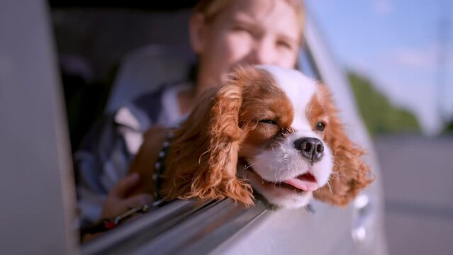 Dog and girl sticking heads out car window. Happy girl in car window with small dog. Have a happy family trip. Cute little child kid girl smiles at wind in car window. Family summer trip travel. 
