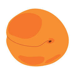 Fresh apricot on a white background. Vector. Summer orange fruit. Flat style illustration for packaging juice, jam.