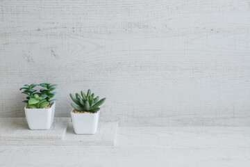 木製の白い壁に植物のナチュラル背景素材　シンプル　コピースペース