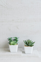 木製の白い壁に植物のナチュラル背景素材　シンプル　コピースペース