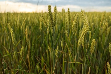 Field of green wheat on a sunny day