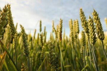 Wheat ears in the picturesque countryside