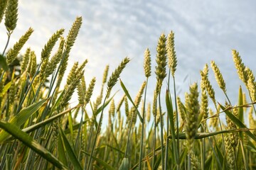 Naklejka premium Wheat ears in agricultural field