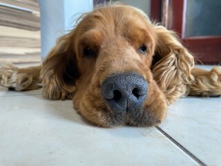 Portrait of a brown dog
 with long ears, a pet.