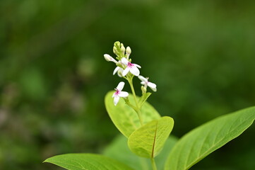 flowers in the garden