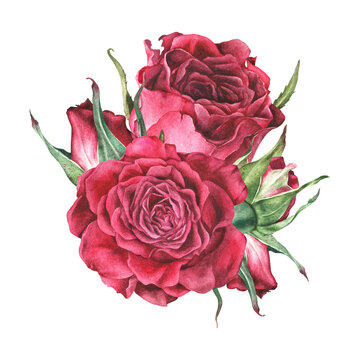 Composition of pink rose buds. Watercolor illustration. Drawn picture in botanical style. Red flowers without leaves isolated on white background.Suitable for prints,stickers,cards,wedding invitation