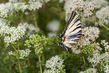Old World Swallowtail Butterfly