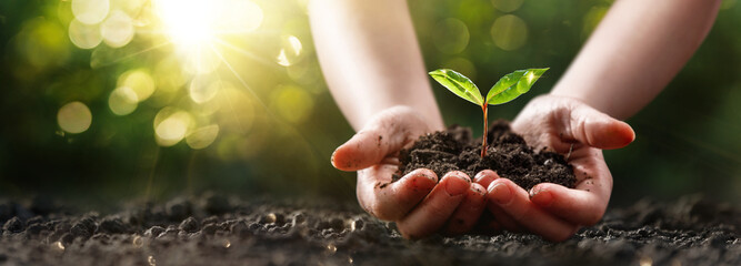 Close up of a plant in a child's hands. Ecological concept with green sunny background - 617680394