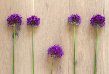 concept of natural likeness, similarity and difference with chives flowers - 617680555