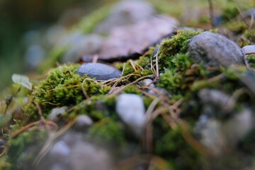 Close-up shot of rocks covered with green moss in a forest