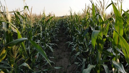 Corn young field. Seedlings planted in a row.