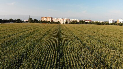 Fototapeta na wymiar A cornfield of green by the city. Drone video.