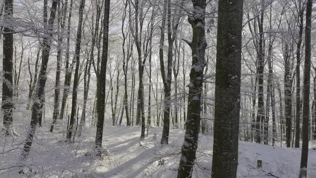 Snowy forest path with sunshine, drone shot, Wisen, Solothurn, Switzerland, Europe