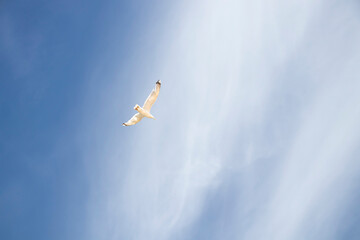 Seagulls against the background of a clear sky, flying birds