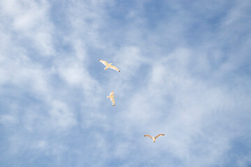 Seagulls against the background of a clear sky, flying birds