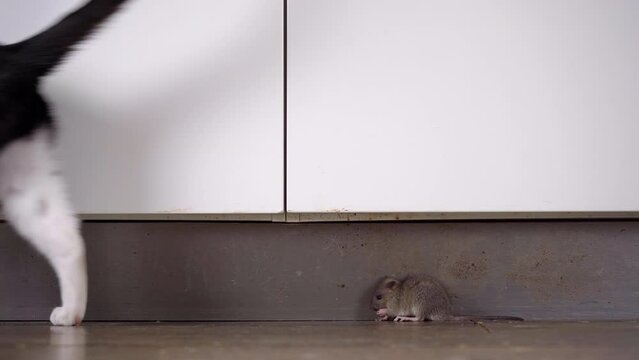 A cheeky, fearless and brave common sewer rat hiding in plain sight on the kitchen floor as an oblivious british shorthair cat walks by, not noticing the rat. Could be a young rat or a big mouse.