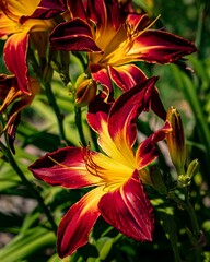 Vertical closeup shot of blooming yellow red daylilies on a field