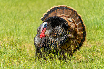 Male wild turkey (Meleagris gallopavo) with spread tail feathers walks in the meadow.