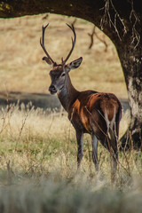 deer in the woods