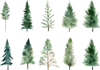 Set Watercolor vector pine tree illustration, isolated white background, flower clipart, for bouquets, wreaths, arrangements, wedding invitations, anniversary, birthday, postcards, greetings