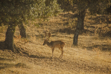 white deer