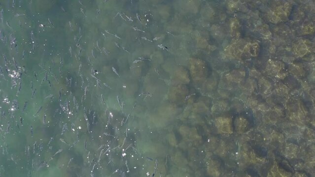 View From Above Of Mullet Fish School Swimming In The Sea In Queensland, Australia. aerial topdown