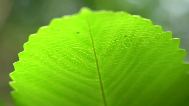 Close up picture of leaf in unknown tree.