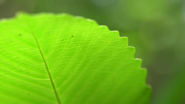 Close up picture of leaf in unknown tree.