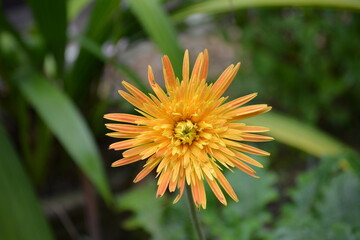 yellow dandelion flower