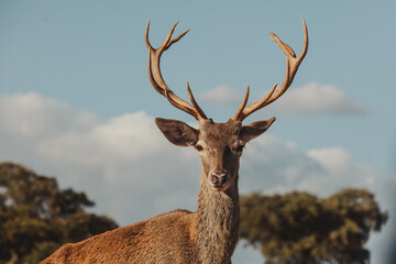 Fototapeta premium deer in the forest