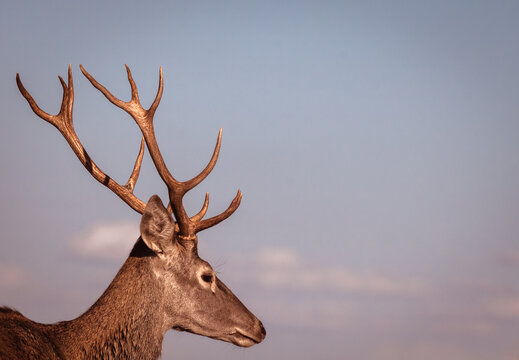 deer in the woods