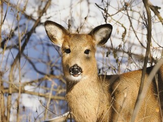 Closeup of a deer gazing in a forest on a sunny winter day