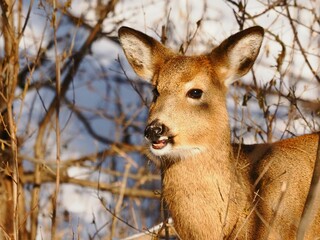 Closeup of a deer gazing in a forest on a sunny winter day