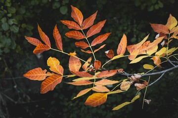 Closeup of tree branch with autumn leaves