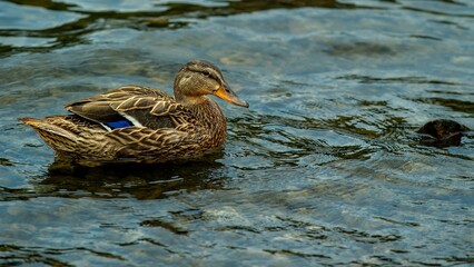 Duck swimming in a serene pond
