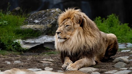Naklejka premium a big lion laying on top of a dirt field next to some trees