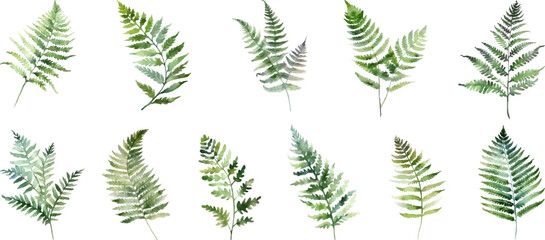 Set Watercolor vector pine tree illustration, isolated white background, flower clipart, for bouquets, wreaths, arrangements, wedding invitations, anniversary, birthday, postcards, greetings