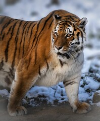 Fototapeta na wymiar AI generated illustration of a Bengal tiger walking through a winter wonderland of snow